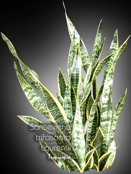 Sansevieria - Sansevieria trifasciata Laurentii - Snake plant